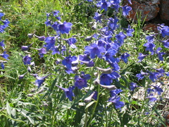 Delphinium cheilanthum