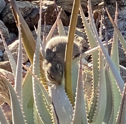 Dassie Rat