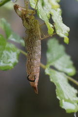 Anax imperator