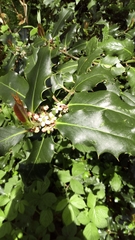Ilex aquifolium