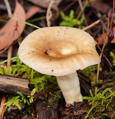 Russula neerimea