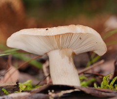 Russula neerimea