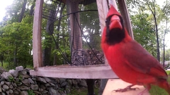 Cardinalis cardinalis