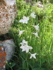 Delphinium cheilanthum