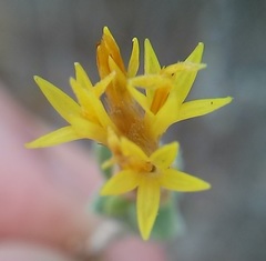 Pteronia glauca
