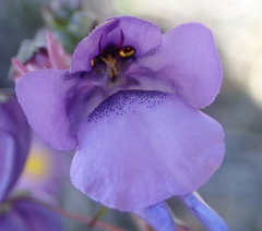Diascia macrophylla