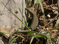 Phoenicolacerta kulzeri