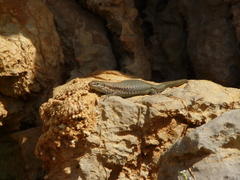 Phoenicolacerta kulzeri