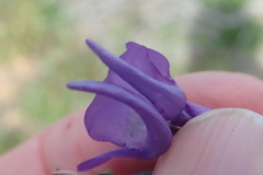 Diascia macrophylla