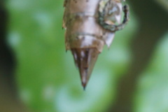 Anax imperator