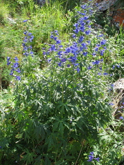 Delphinium cheilanthum