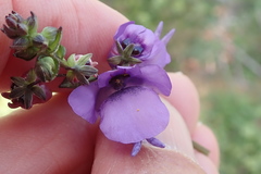 Diascia macrophylla