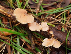 Lentinellus tasmanicus