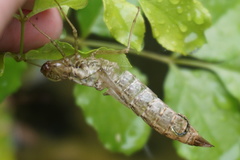 Anax imperator