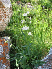 Delphinium cheilanthum