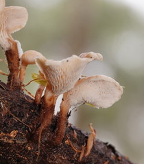 Lentinellus tasmanicus