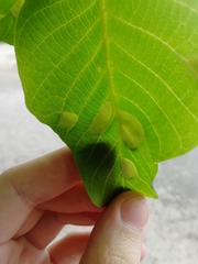 Aceria erinea