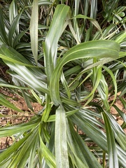 Freycinetia formosana