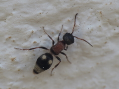 Bidecoloratilla iberica