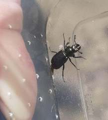 Platycerus caprea