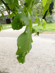 Aceria erinea