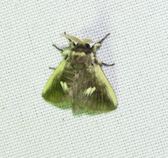 Podalia intermaculata