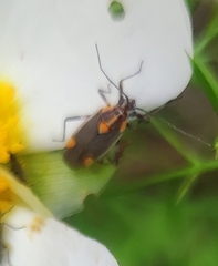 Capsodes flavomarginatus