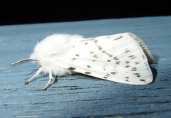 Spilosoma dubia