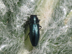 Meliboeus amethystinus