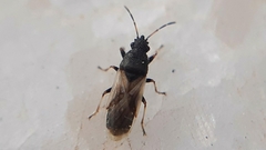 Metopoplax