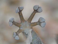 Ptyodactylus puiseuxi