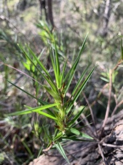 Styphelia longifolia