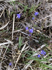 Polygala serpyllifolia