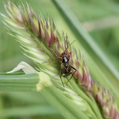 Harpocera thoracica