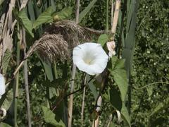 Calystegia silvatica