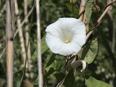 Calystegia silvatica