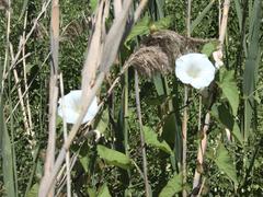 Calystegia silvatica