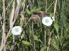 Calystegia silvatica