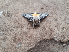 Ulotrichopus pseudomarmoratus