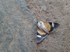 Ulotrichopus pseudomarmoratus