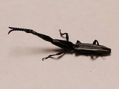 Brentidae