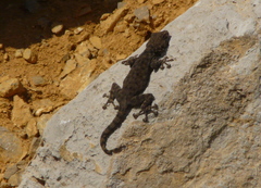 Ptyodactylus puiseuxi
