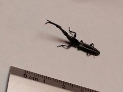 Brentidae