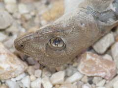 Ptyodactylus puiseuxi