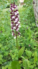 Orchis purpurea