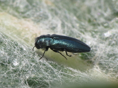 Meliboeus amethystinus