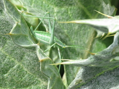 Odontura aspericauda