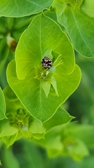 Anthrenus picturatus