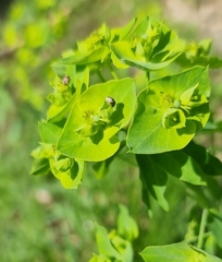 Anthrenus picturatus