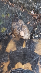 Hyalomma aegyptium